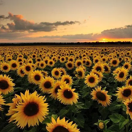 Maison Vigneronne - On A Vineyard, In The Winegrowers