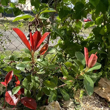 Maison Vigneronne - On A Vineyard, In The Winegrowers *