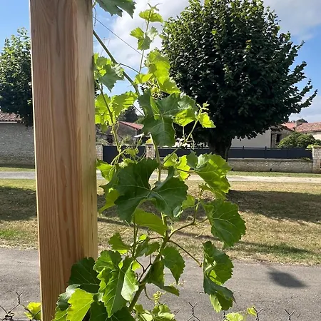 Maison Vigneronne - On A Vineyard, In The Winegrowers